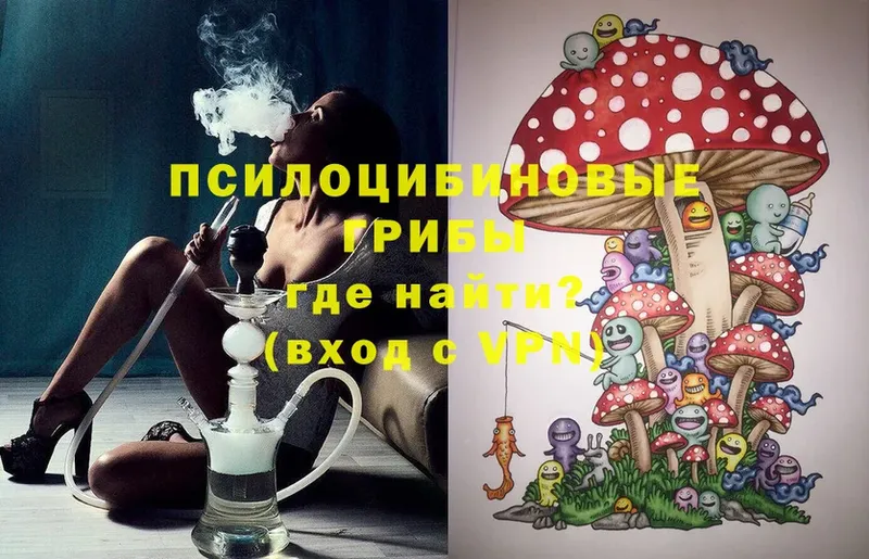 OMG как войти  Апатиты  Галлюциногенные грибы Psilocybine cubensis 